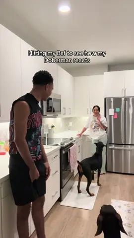 Hitting my Bsf to see how my Doberman reacts #doberman #dobermanpinscher #dogsoftiktok #protection #reaction 