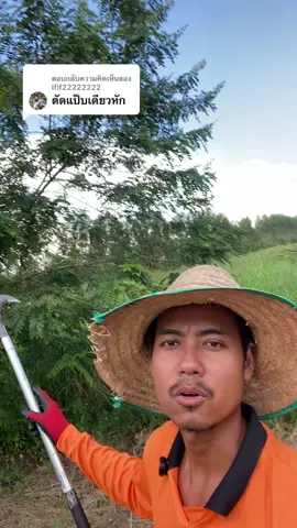 ตอบกลับ @ifif22222222 #เคียวเหล็กแมงกานีส #มีดเคียวเหล็กแมงกานีส #มีดเคียวด้ามยาว #มีดตัดแต่งกิ่งไม้ 