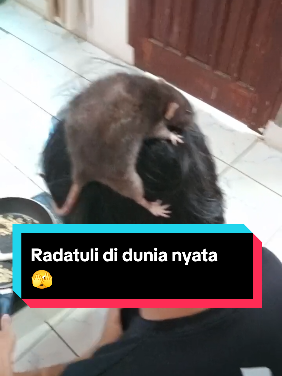 kalo kalian bakalan kaget atau seneng guys ada yang masakin?😭 #cigombong #fyp #cuteanimal #ratatouille #hewanlucu 