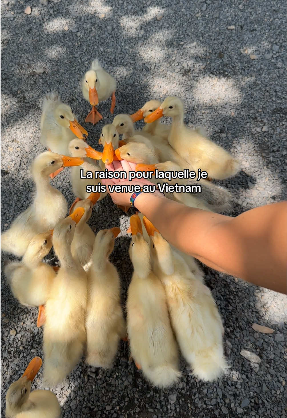 J’ai calculé je peux en prendre 3 dans mon sac  #ninhbinh #duck 