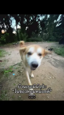 #เทรนด์วันนี้ #เธรด #เธรดเพลง #สตอรี่_ความรู้สึก😔🖤🥀 #หมาน่ารัก 