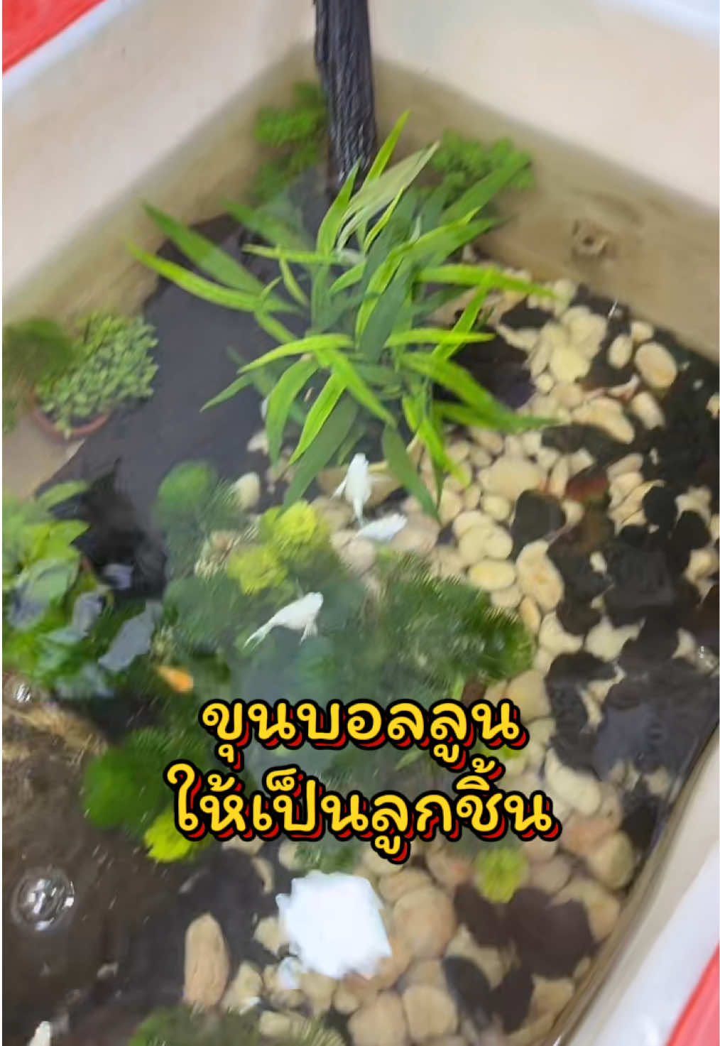 #ปลาบอลลูน #อาหารปลาบอลลูน #powerup #อบอุ่นชอบอยู่บ้าน #happycozy 
