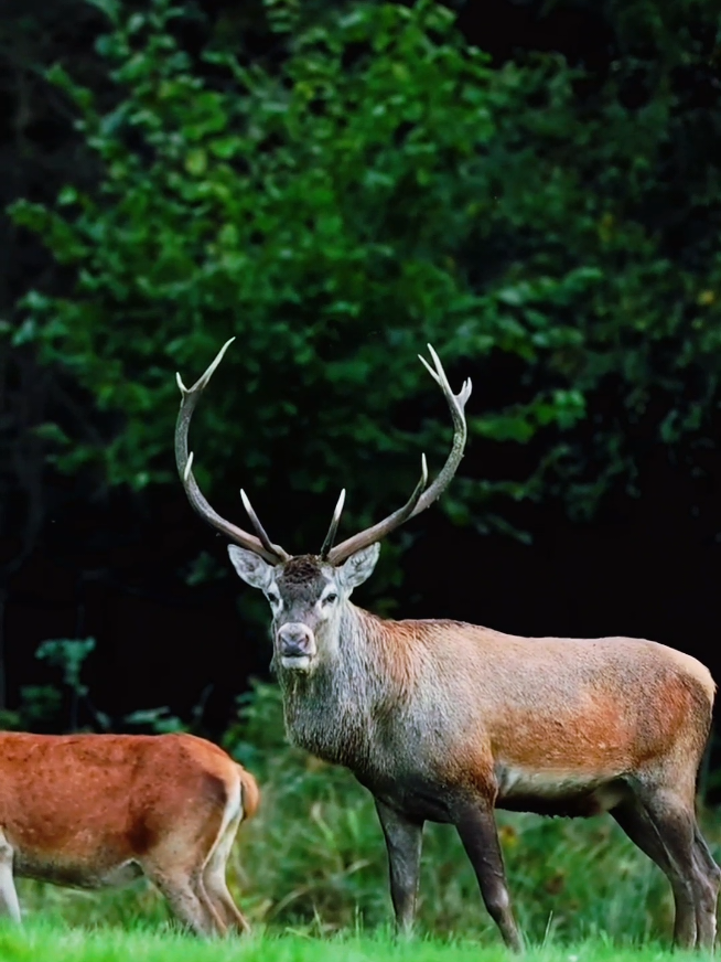 Witness the powerful beauty of the elk in this exclusive VIP Full HD video. Captured in stunning detail, this footage showcases elk in their natural habitat — meeting, grazing, and showing their royal presence in the wild. Perfect for wildlife lovers and nature explorers! 🌲🦌 #elk  #wildlife  #naturelovers  #usa  #hdvideo 