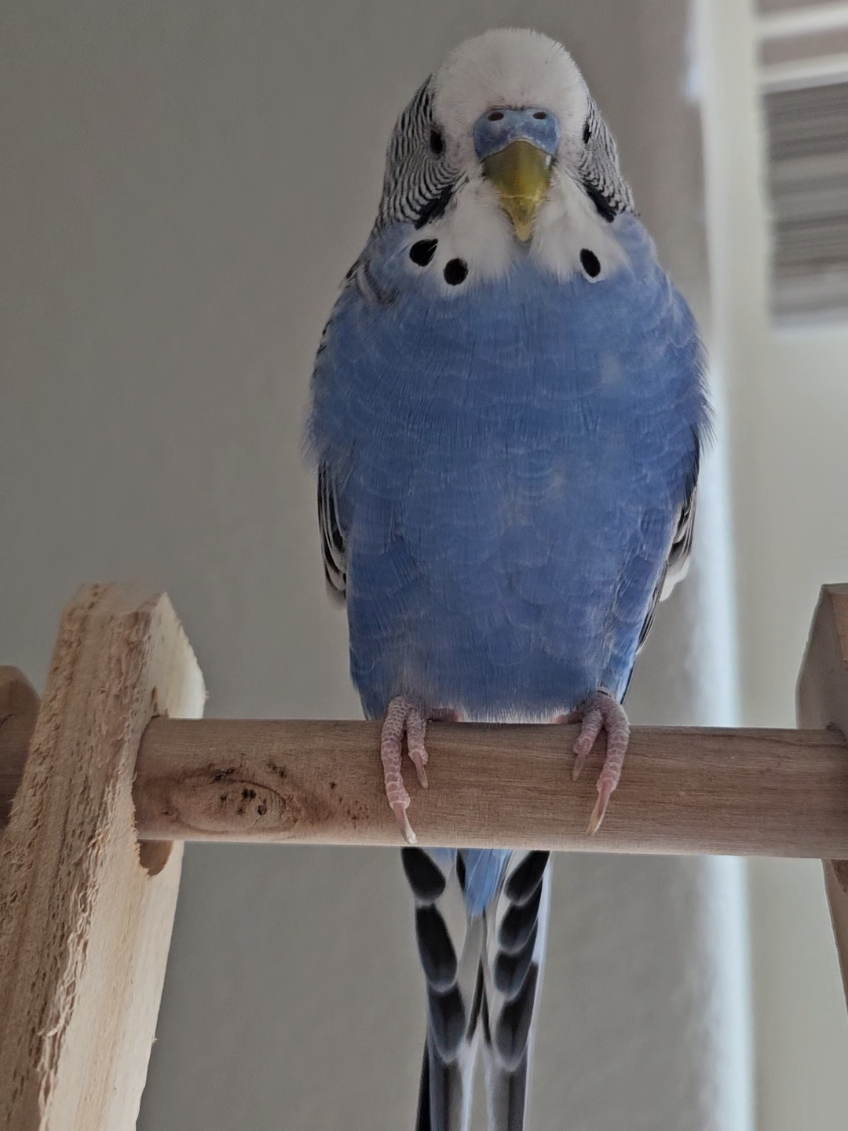 River ❤️ #radtimeshouse #parakeetsoftiktok #petbird 