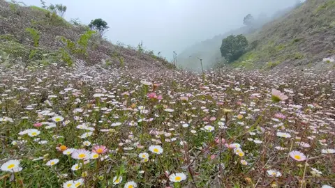 musim bunga daysi tahun ini kalian sudah ke Prau belum.. #gunungprau #infopendaki #gunung #viral #fyp 