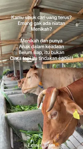 😉 #sapi #sapiqurban #sapijumbo #sapiviral #peternakmuda 