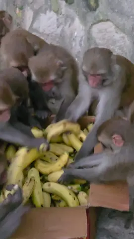 Overjoyed monkey moment 😋 #blackfriday #goodday #happy #monkey #usa 