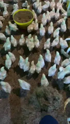 sehat sehat ya badan kuat 💪 #fyp #fypage #fyppppppppppppppppppppppp #peternakmuda #ayamboiler 