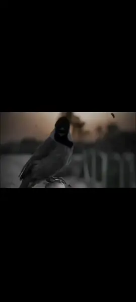 #شعراء_وذواقين_الشعر_الشعبي🎸 