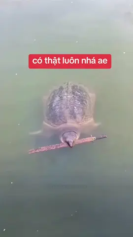 that luon