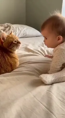 😸 momong bayi dulu #fyp #catsoftiktok 