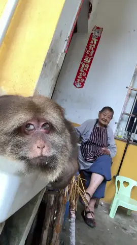 #xingxing #monkey #fyp #viral 