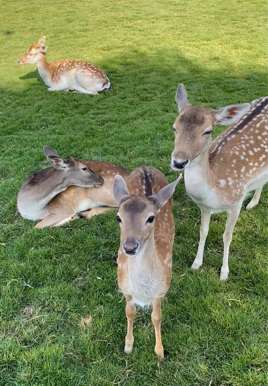 🦌🧡 #محمية_الشعبة_حوطة_بني_تميم #غزلان #الرياض #صيد #موسم_الرياض 