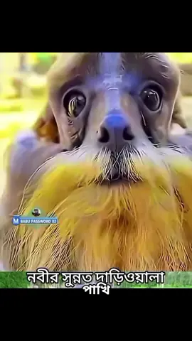 #vairal #tiktok #soundviral #1millionaudition #fyp @💠꧁҉✺i⃟i⃟❥͜͜͡͡➳ASIF- RANA💠M+S @🇹 🇺 🇭 🇮 🇳 @❤️꧁҉✺i⃟i⃟❥͜͜͡͡➳payel @❤️সিমা ❤️ 