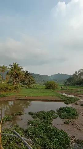 wilujeng siang baraya sadaya🙏 #storysunda #lagusunda #alampesawahan