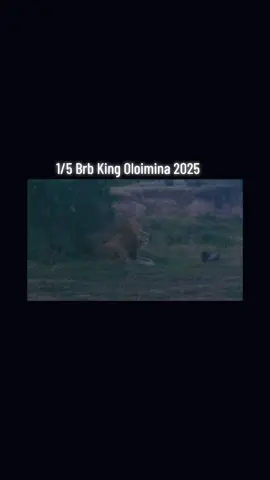 they took 4 of his brothers away from him . how such cruel humans was . once they were great coalitions with 5 brothers , its all start in 2021 , the dark story of our kings were begin , and moreless 2 weeks ago , they take the only brothers mina had , oloshipa . i cant hold back my tears anymore , but i believe in words 