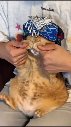 Miaww #cat #catsoftiktok #cats #fyp #kucing     ❣️: 虎皮诞糕