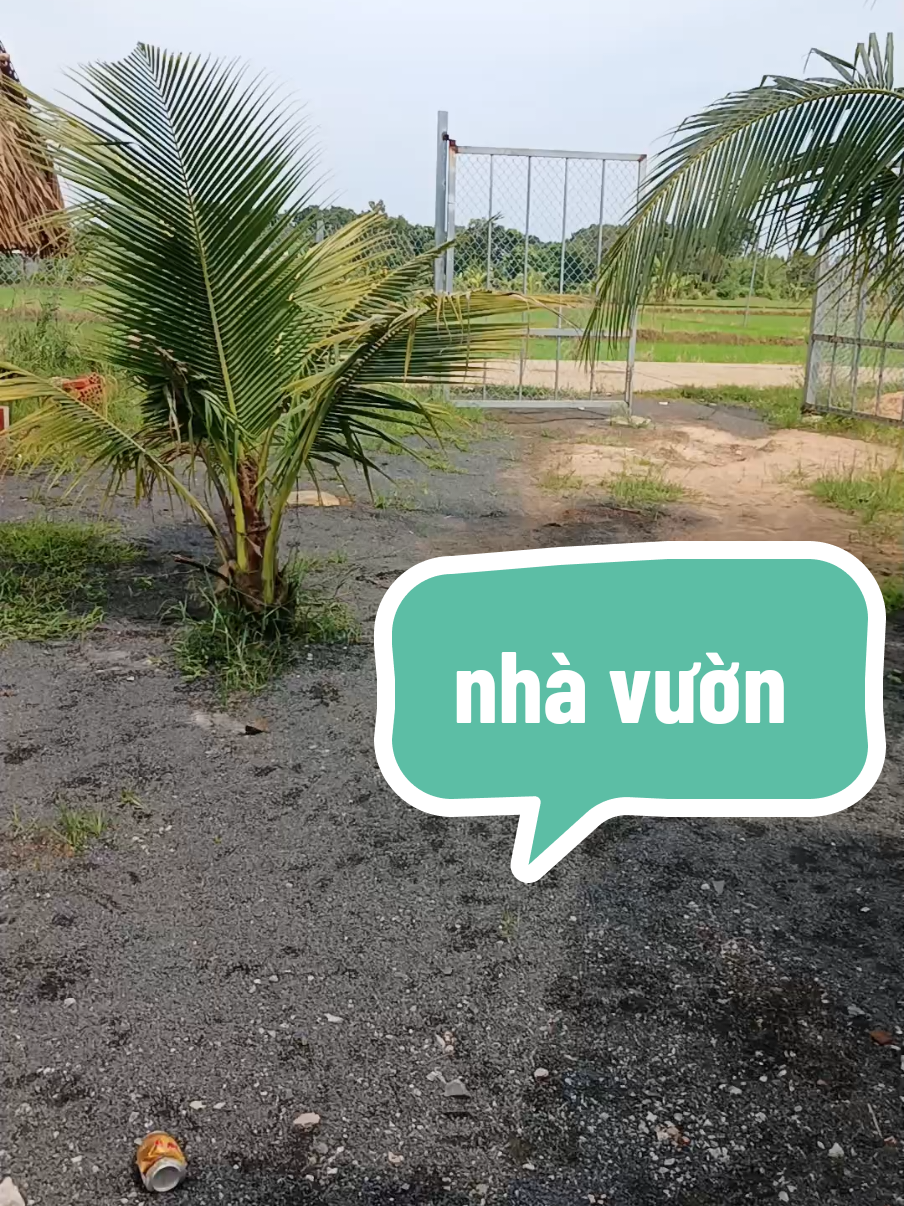 nhà vườn trái cây sum suê #bđsphanhaobrvt #nhadatbrvt #xuhuongtiktok @BàRịaVũngTàu Hòa Hảo @BĐS VEN BIỂN BRVT2 @PHAN HẢO BRVT TP HCM 