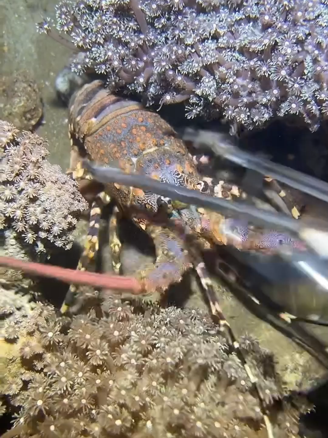 #fishing #eels #diving #crab #lobster #beach #deepsea #nemo #catchthesea #nature #sea