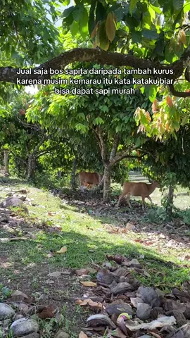 Kurma (kurus tapi mahal)😅 #sapibali 