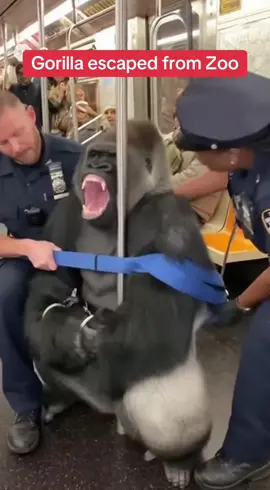 This gorilla escaped from New york zoo and was found riding subway to Escape to miami to have fun. He got arrested by NYPD and was restrained. #sora #ai #fyp #funny #harambe 