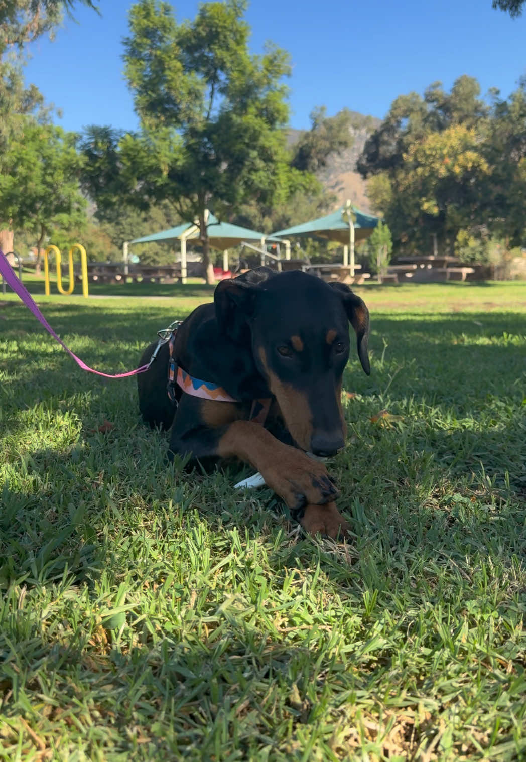 didn’t expect to find my dream dog this morning 🥹 #doberman #fyp 