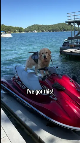 He may not have a license but he can drive! 😜 #dogsoftiktok #goldenretriever #jetski #lakelife #dog 