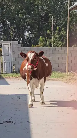 #الشعب_الصيني_ماله_حل😂😂 #الموالة_و_الجزارة_🍖🐄🍖🐄 