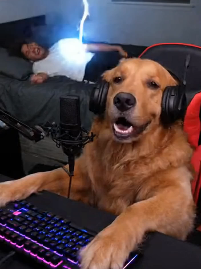 dog uses shock collar on owner #fyp #hasan #dog #meme #sora