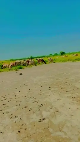 #💥💥🔥🔥💕💕🐯🐯🤬🤬✌✌🤔🤔💞💞🗡🗡💯💯😡😡❤❤👈👈 khan 😎