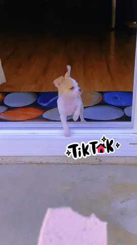 #chihuahuastiktok #afraid #stepout 