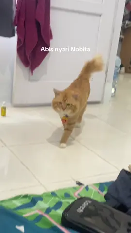 Kucing muka lebar besar oyen doraemon