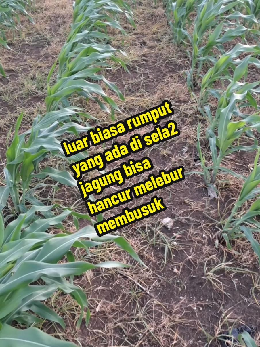 herbisida paling ampuh no 1 untuk memusnahkan rumput yang ada di sela2 jagung #sangatampuh  #ramahlingkungan 