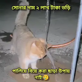 এ ছাড়া আর কোন উপায় দেখিনা 🥲