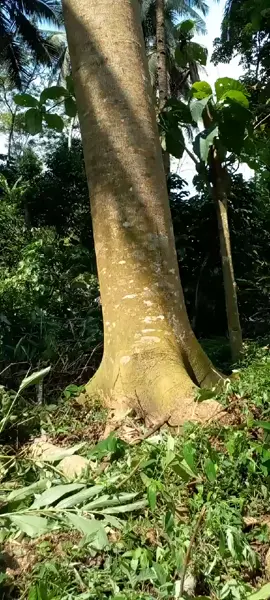 #sepek mas mas kuli#sengon balap sabatae#