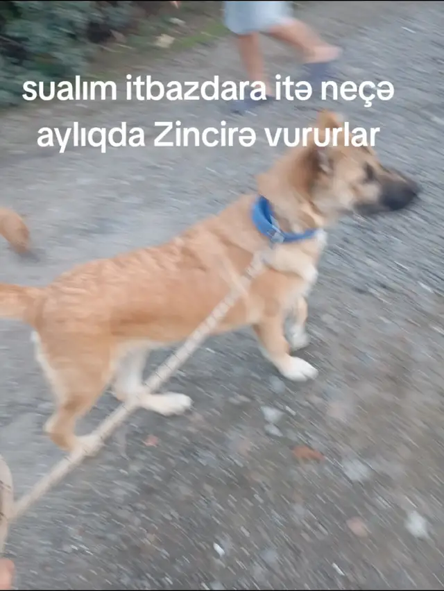 legendam BARON #keşfet #itbazlar #BARON 