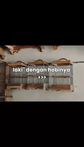 Ziwird cari hoki 🐣 #kicaumaniaindonesia  #sogon  #sogonmaniaindonesia  #sogonmania 
