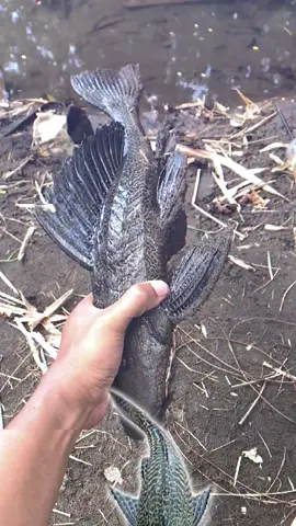 ikan favorit pemancing🫢#mancingmania #microfishing #fishingtiktoks #fishing #mancing 