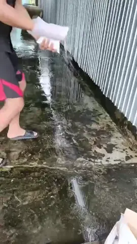Bột tẩy rong rêu hàng rẻ chất lượng cao mọi người dùng thử nhaaaaa