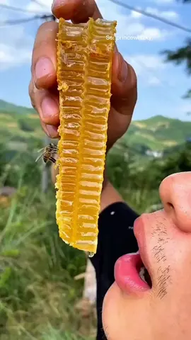 Rahasia lebah bikin madu alami dari nektar jadi cairan emas! 🍯🐝 #faktaunik #foryoupage #madu #sarangmadu #sayamarkd 