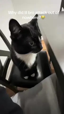Why did lil bro attack out nowhere?😭 #fyp #memes #funny #viral #cats #cat 