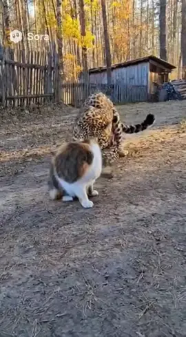 Who would’ve thought a cat could scare off a tiger? 😱 👉 Follow for more viral AI jungle shorts 🌍 💬 Comment “Cat King” if you believe this feline rules the world!