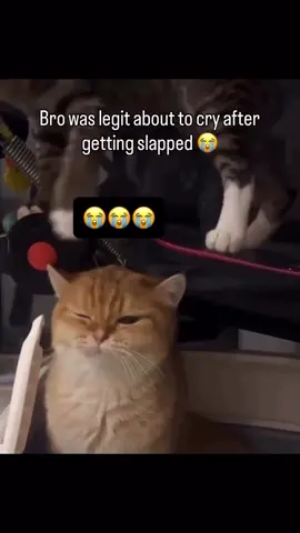 Little bro was about to cry😭 #fyp #memes #funny #viral #cats #cat #orangecat #cattok 