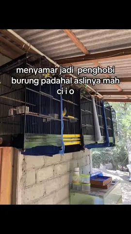 ci i o gw mahh🤣#wdbrdfm#kicaumania 