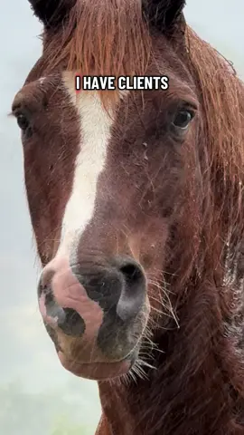 Replying to @D marino why businesses like ours are important 🫶🏻  PS - DO NOT DO WHAT THOSE WOMEN WERE DOING!!  #fyp #foryoupage #foryou #equinehygieniest 