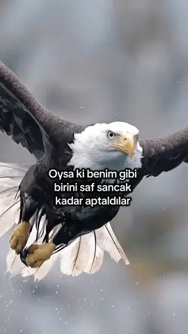 Oysa ki benim gibi  birini saf sancak kadar aptaldılar #racon #ağırsözler #güzelsözler #kapaksözler 