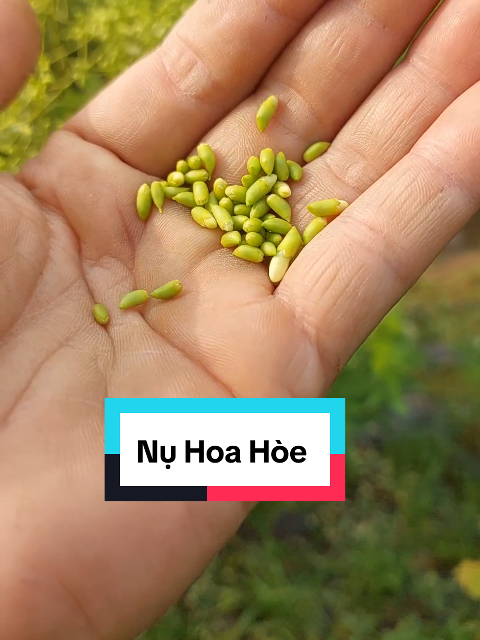 Nụ Hoa Hòe giúp bền thành mạch #trà_hoa_hòe  #nụ_hoa_hòe  #hoa_hòe  #Cây_thuốc_vườn_nhà #xuhuong 