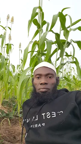 يأت بها الله ان الله لطيف خبير 