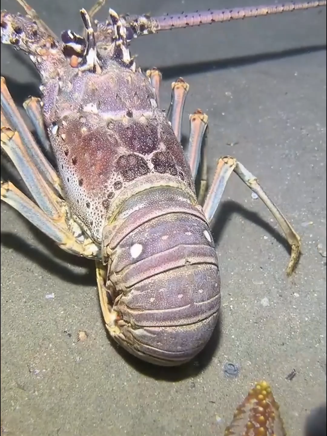 #fishing #eels #diving #crab #lobster #beach #deepsea #nemo #catchthesea #nature #sea