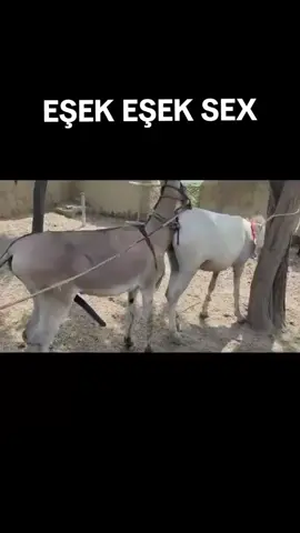 EŞEK EŞEK SEX #eşek #at #sex #SEX 